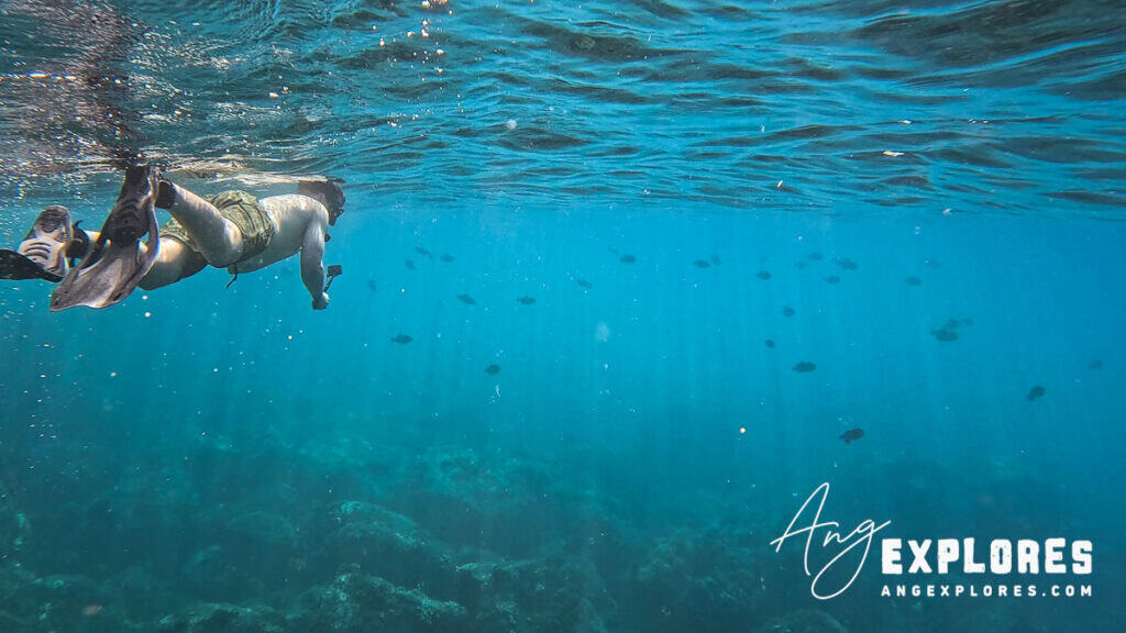 black triggerfish and snorkeler