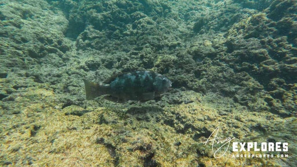 spotted parrotfish maui