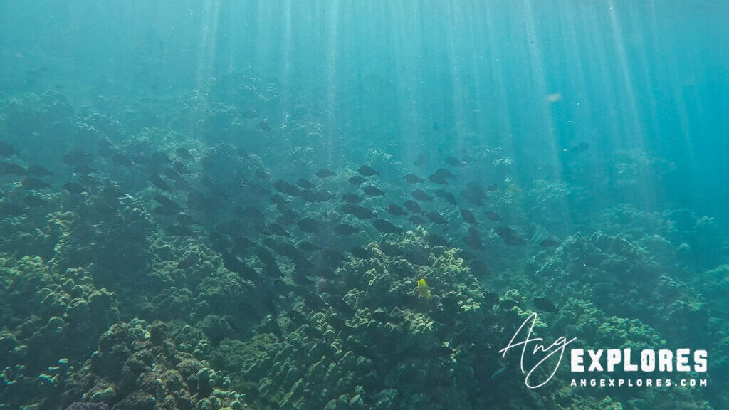 Surgeonfish kahekili beach maui