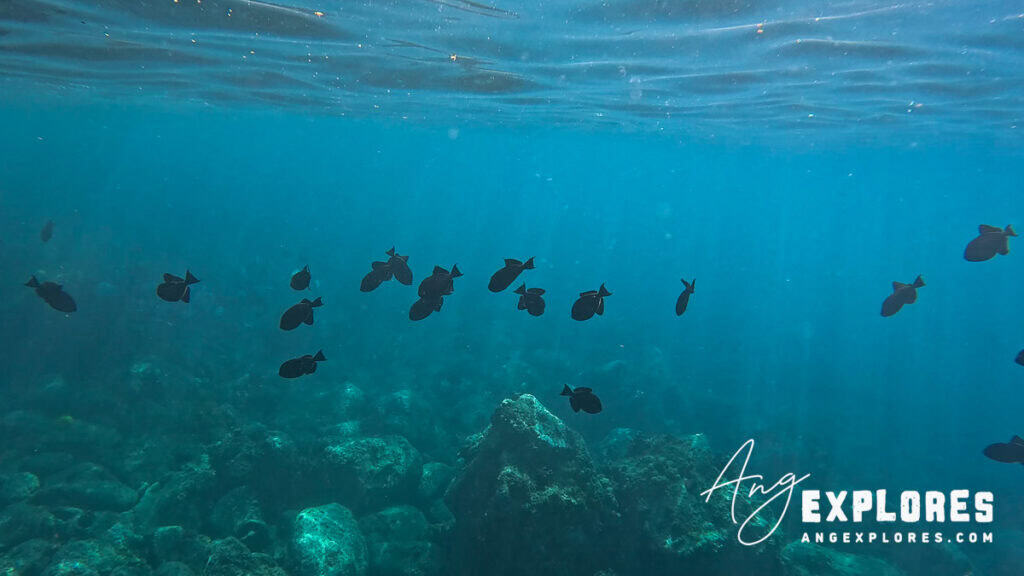 black triggerfish at captain cook