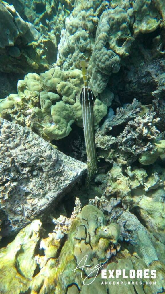 trumpetfish