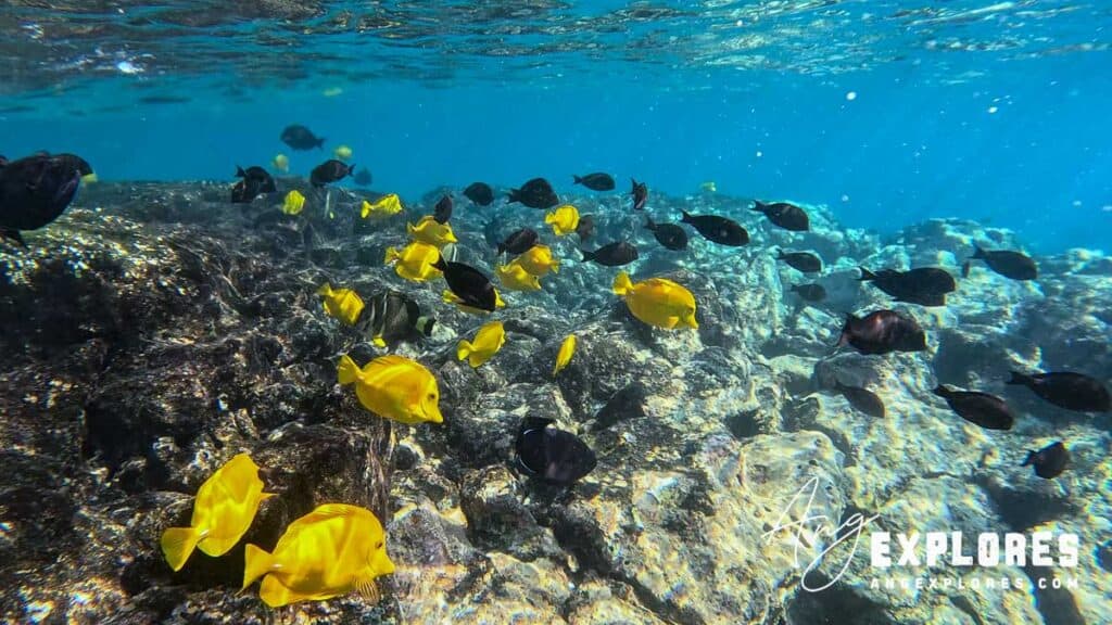 vibrant fish at kealakekua bay