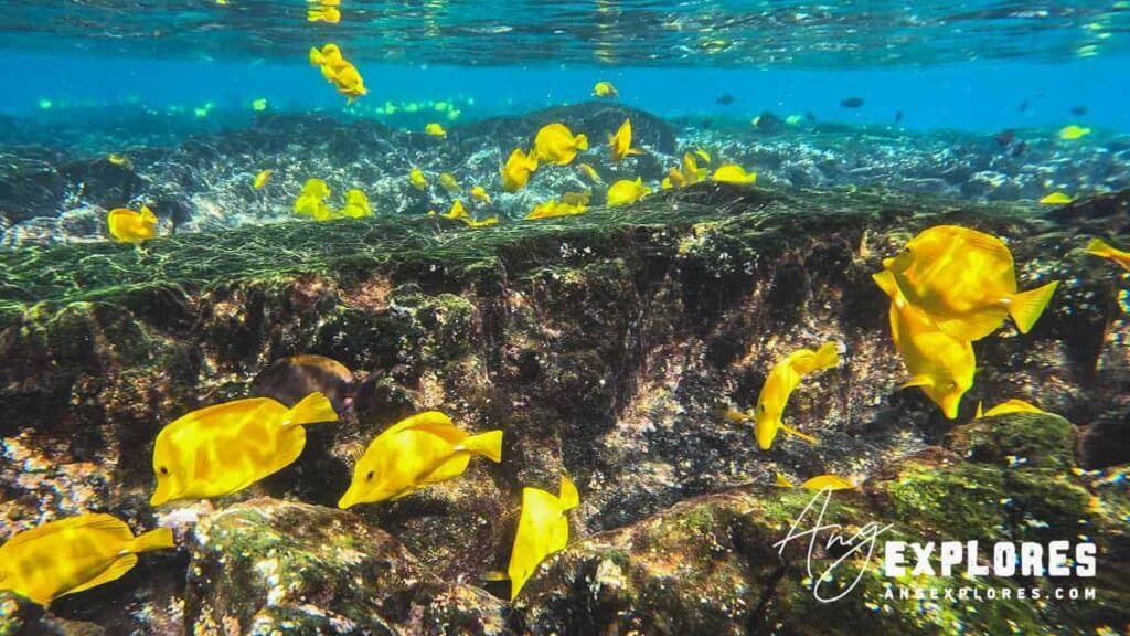 vibrant yellow fish at captain cook monument
