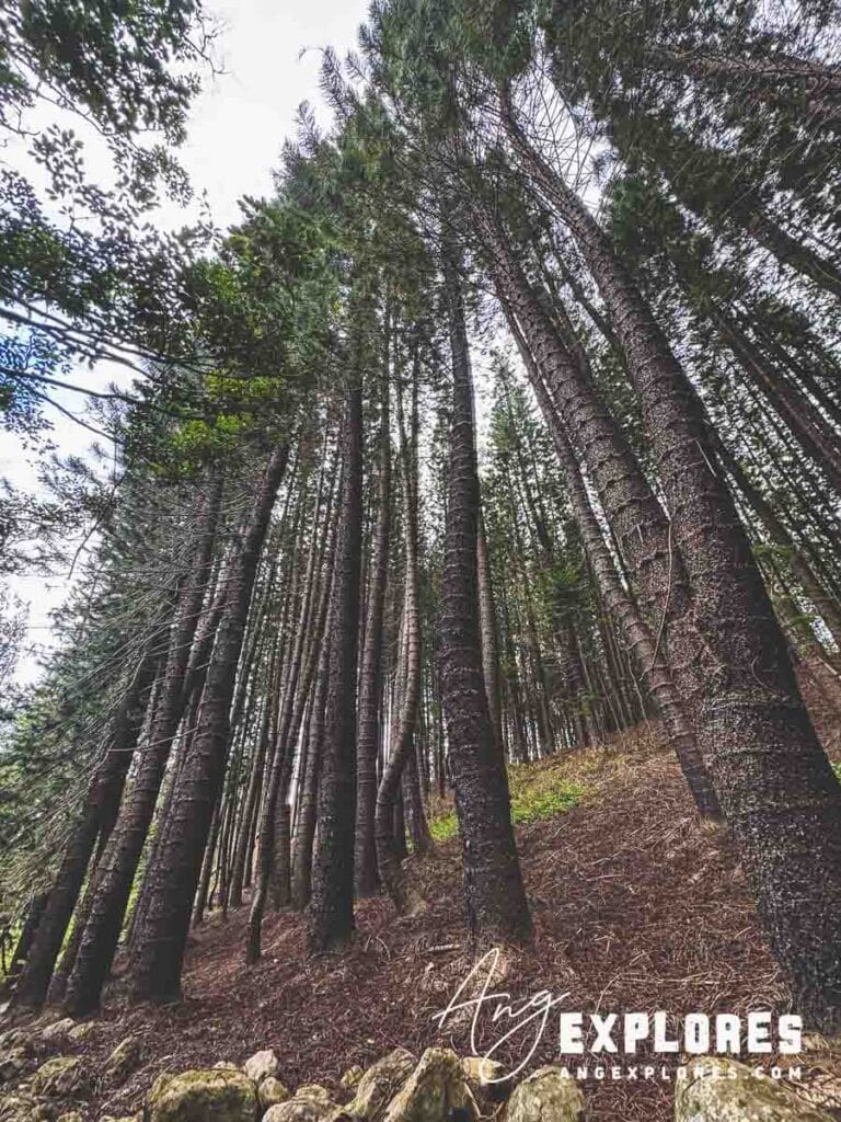 Cook pines Maui
