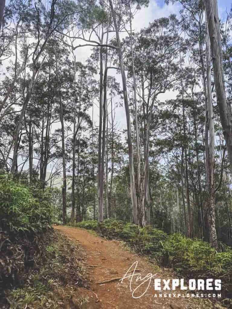 Forest view on Maui hike