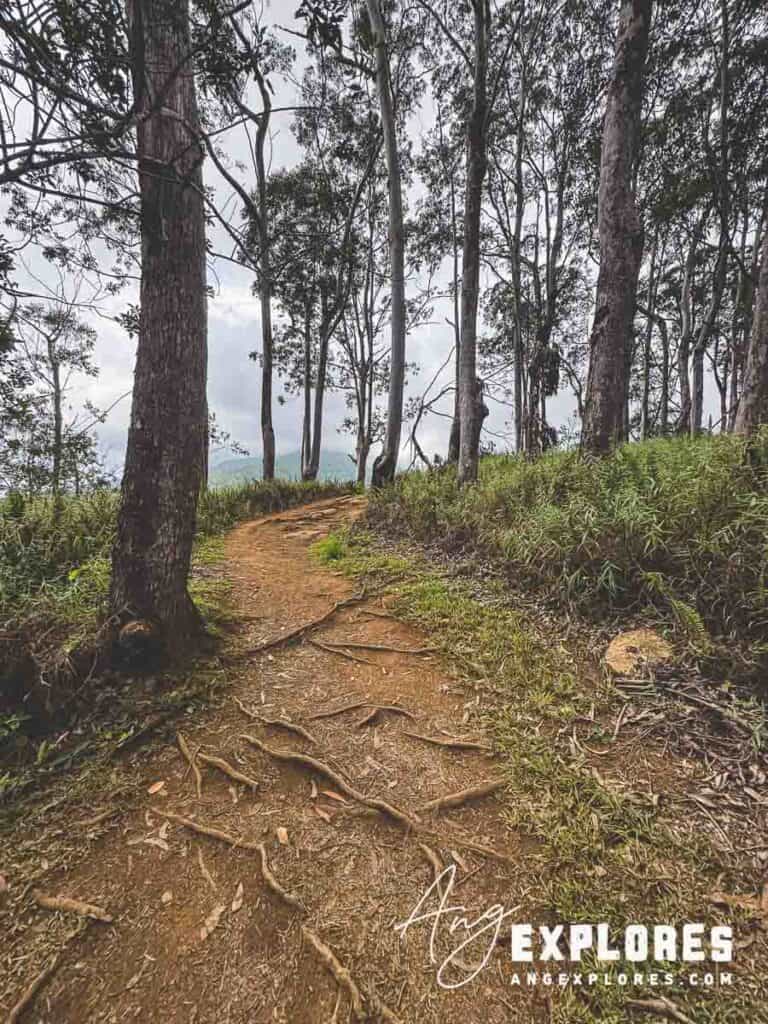 Forest view Maui hike