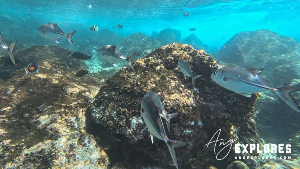 fish at kealakekua bay