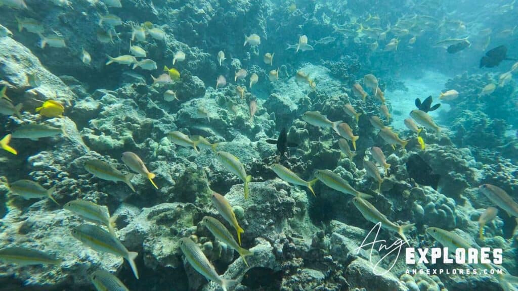 yellowstripe goatfish