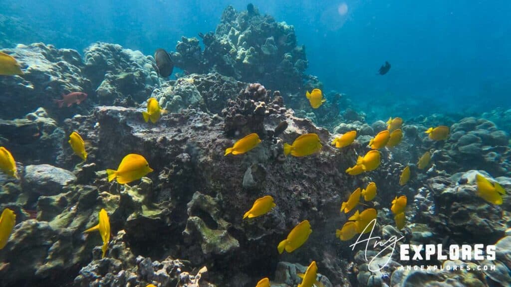 hawaiian reef and fish