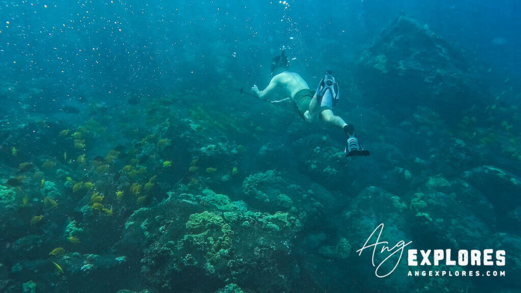 snorkeler and yellow tang