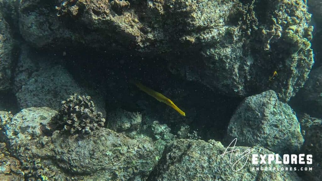 yellow trumpetfish