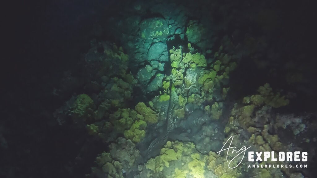 eel on night dive