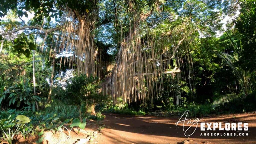 tree on trail to honolua