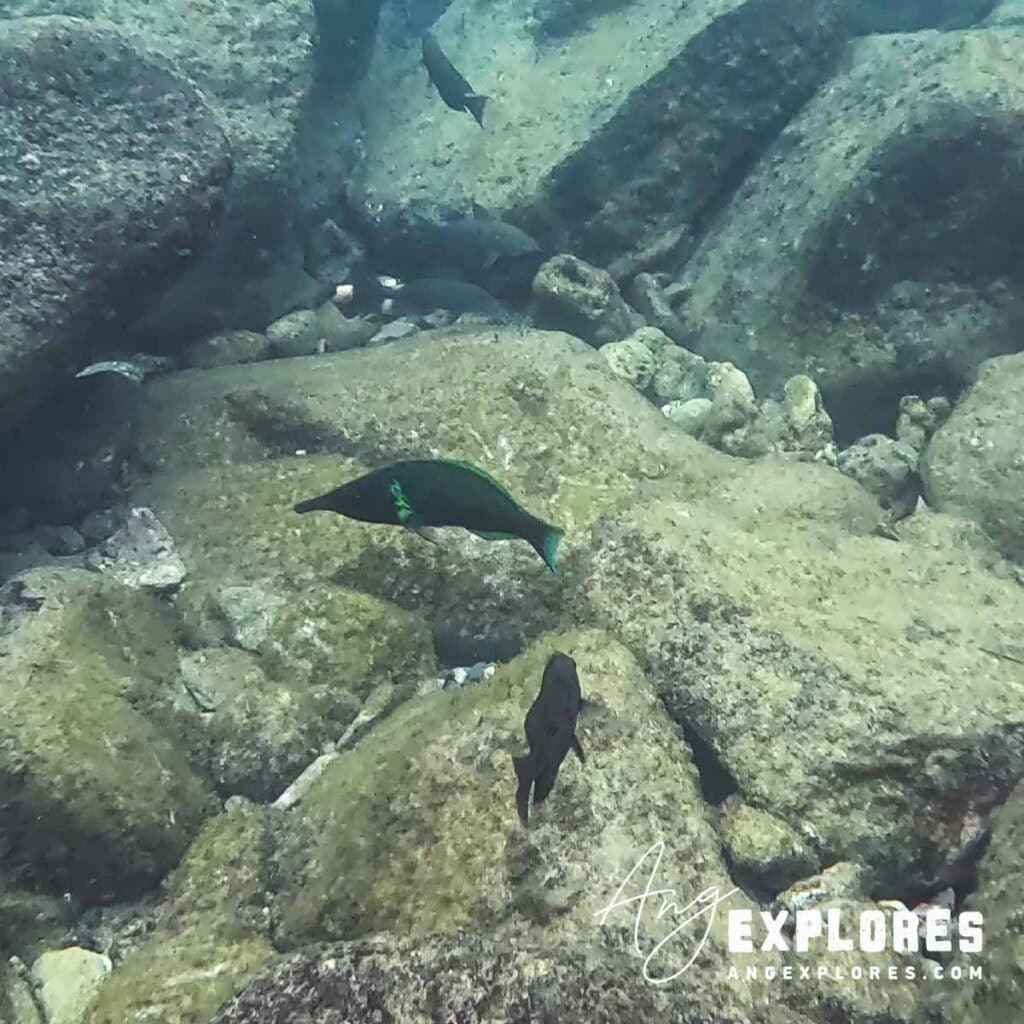 bird wrasse