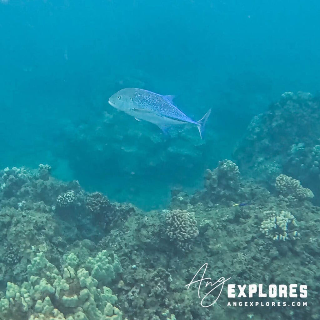 bluefin jack