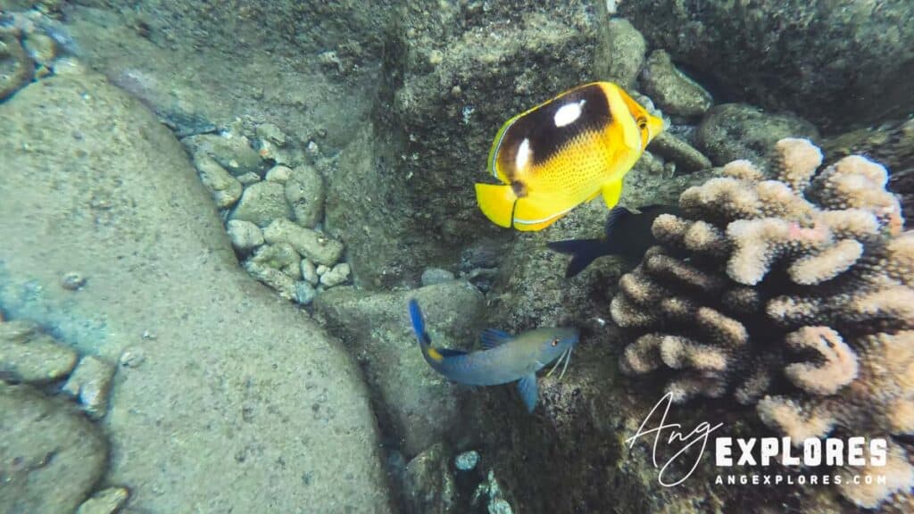 butterfly fish