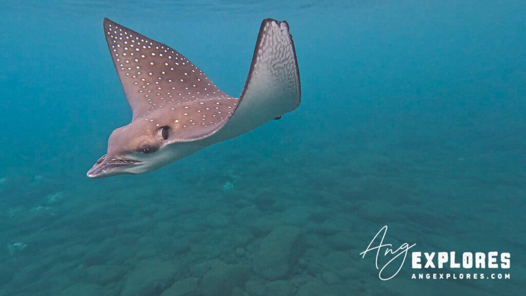 spotted eagle ray honolua
