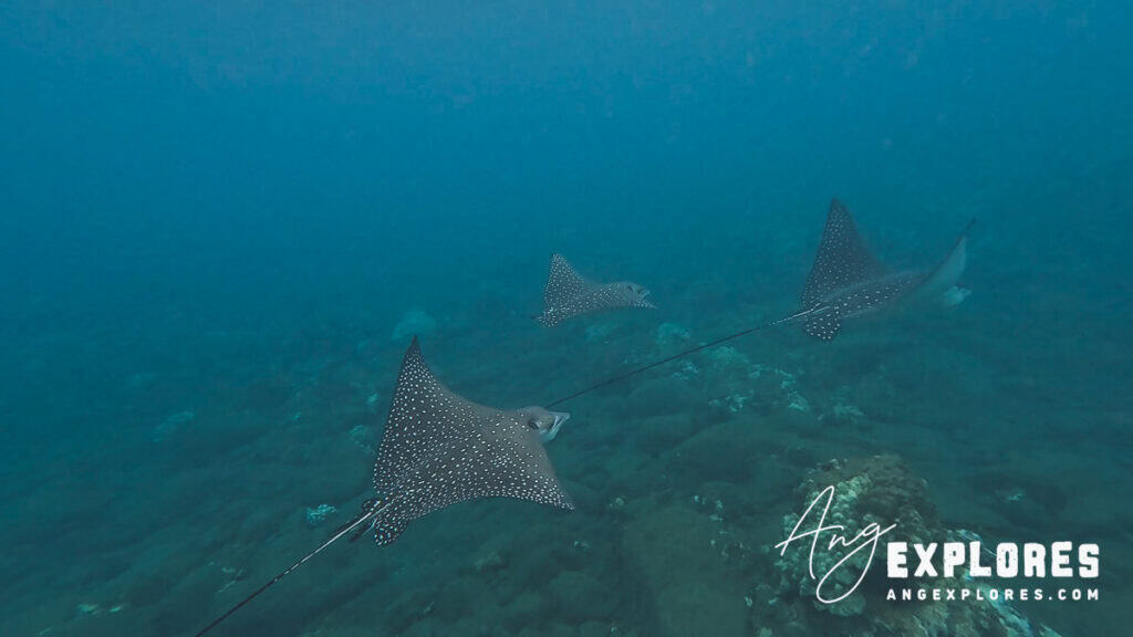 three spotted eagle rays