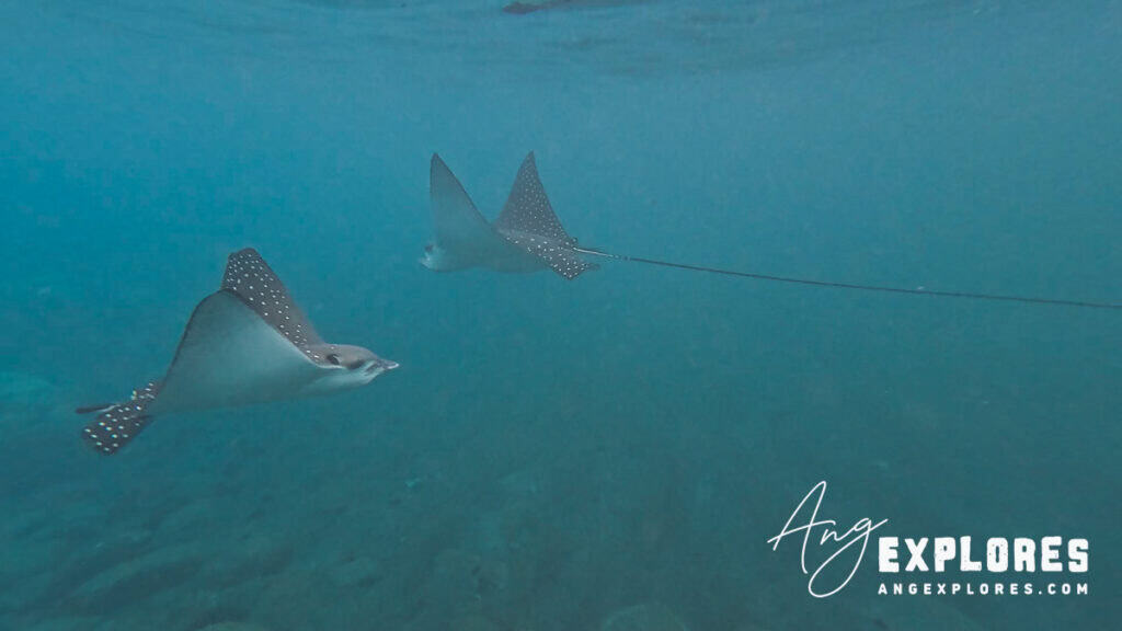 spotted eagle rays in Hawaii