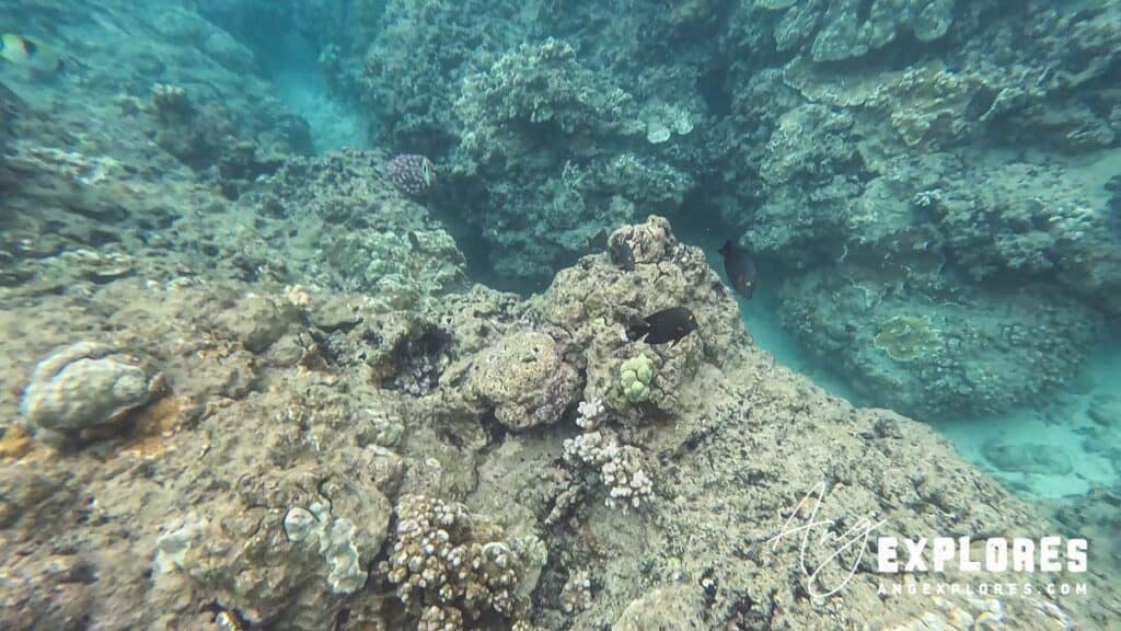 coral reef at honolua bay in Maui