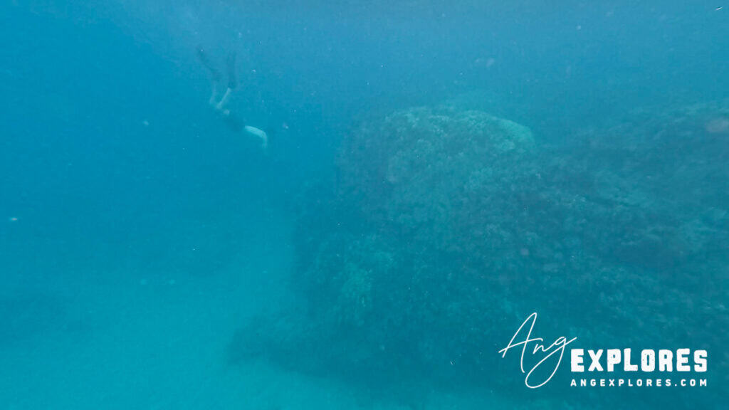 coral at honolua bay