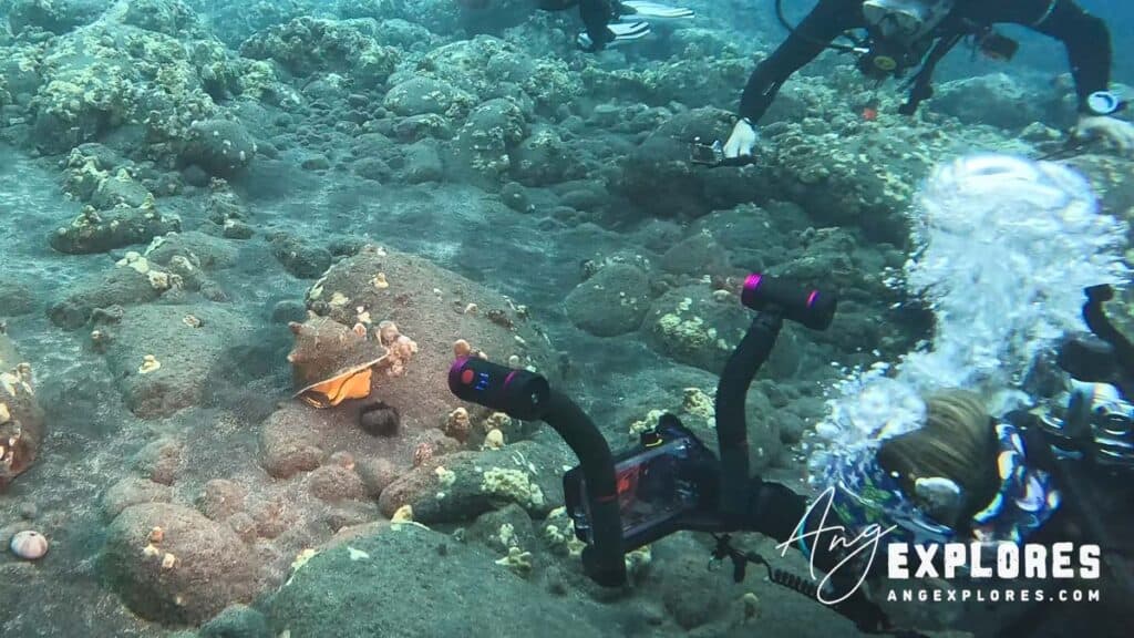 conch eating urchin