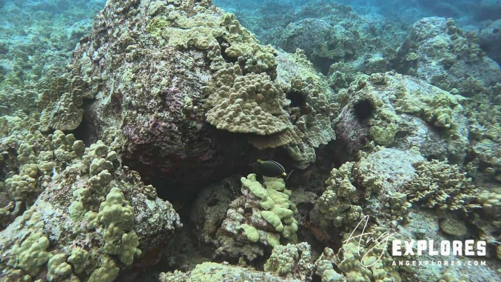 reef at garden eel cove hawaii