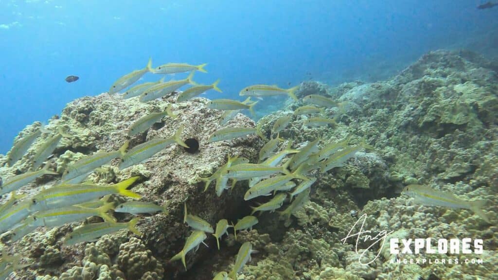 goatfish big island