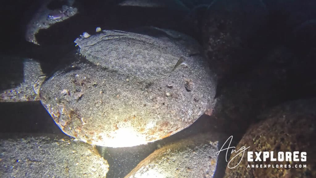 flounder on night dive