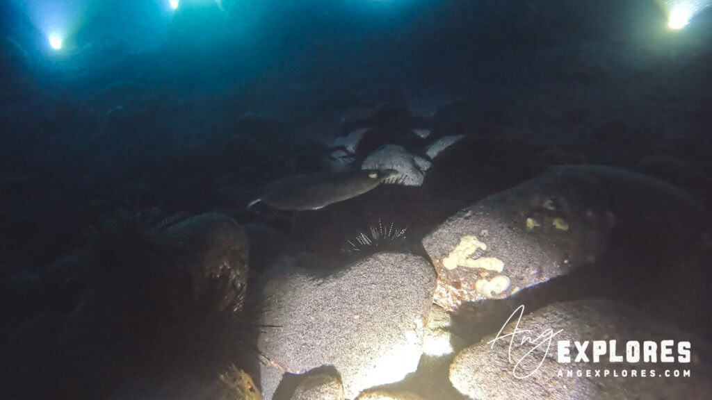 flounder and urchins