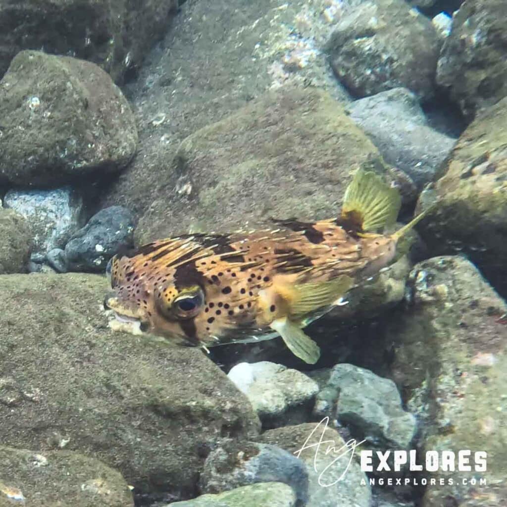 porcupine fish