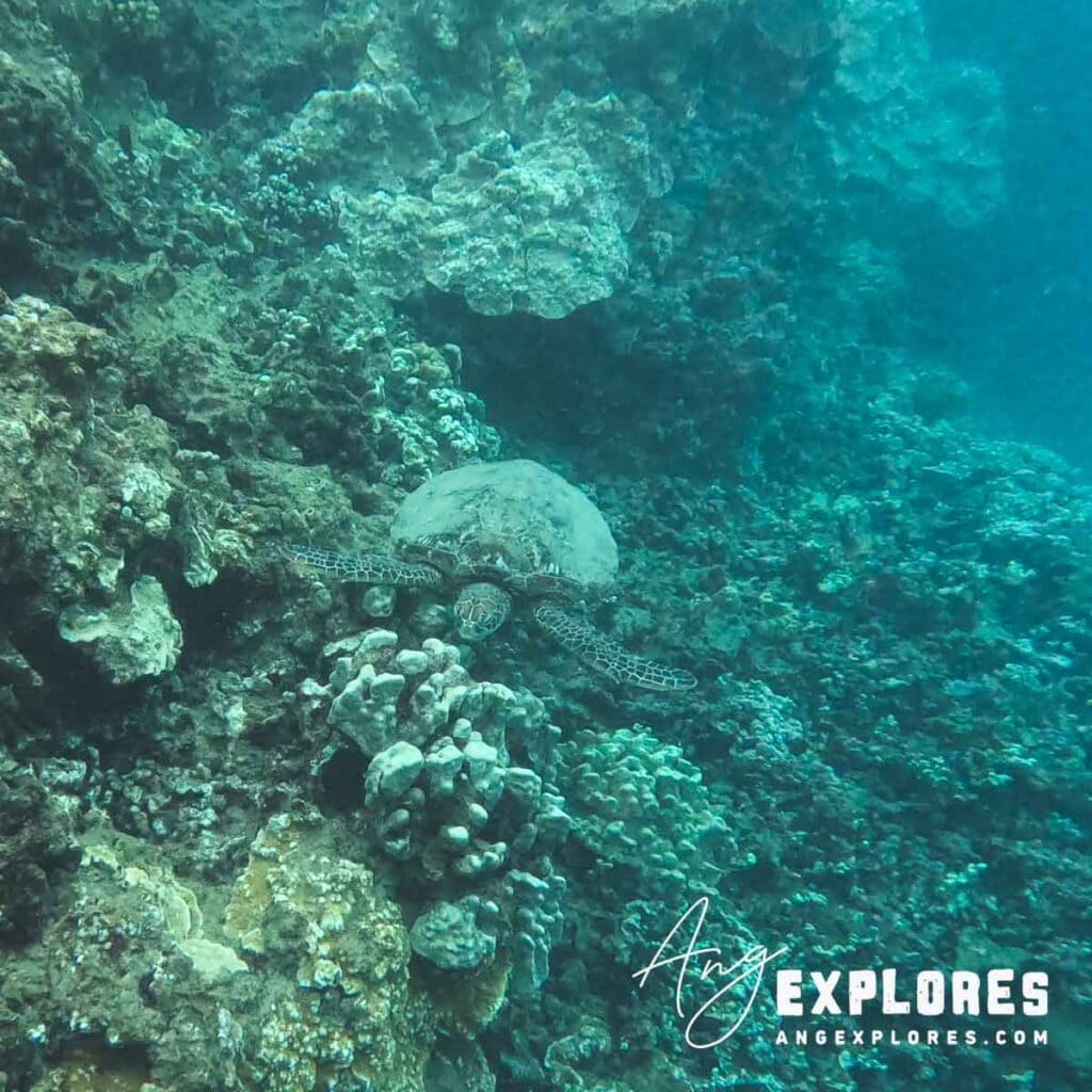 green seat turtle