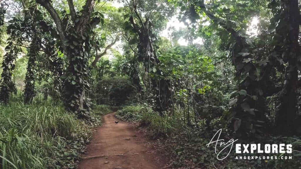 trail to honolua bay