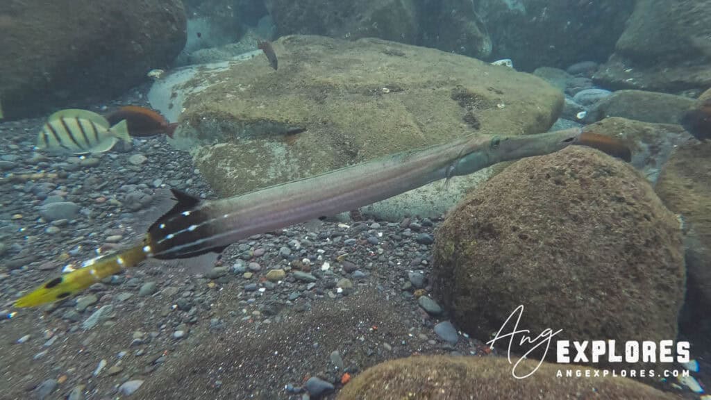 trumpet fish