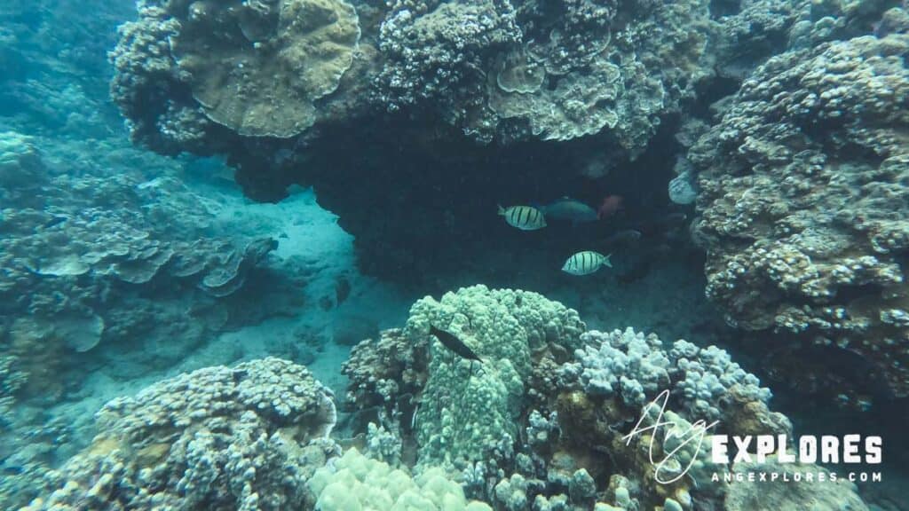 coral reef and fish at Honolua Bay