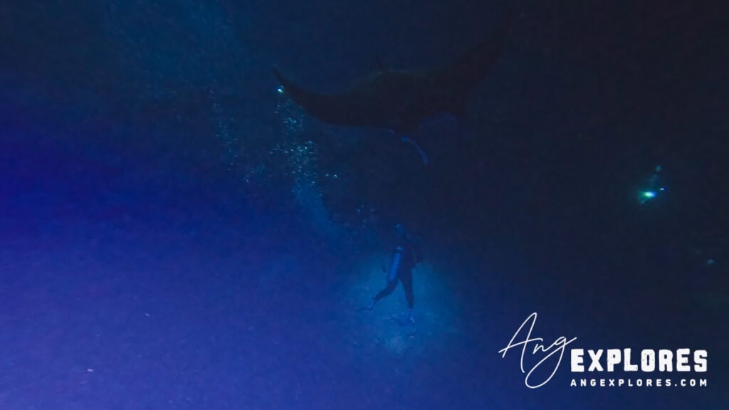 manta ray above scuba diver in Hawaii