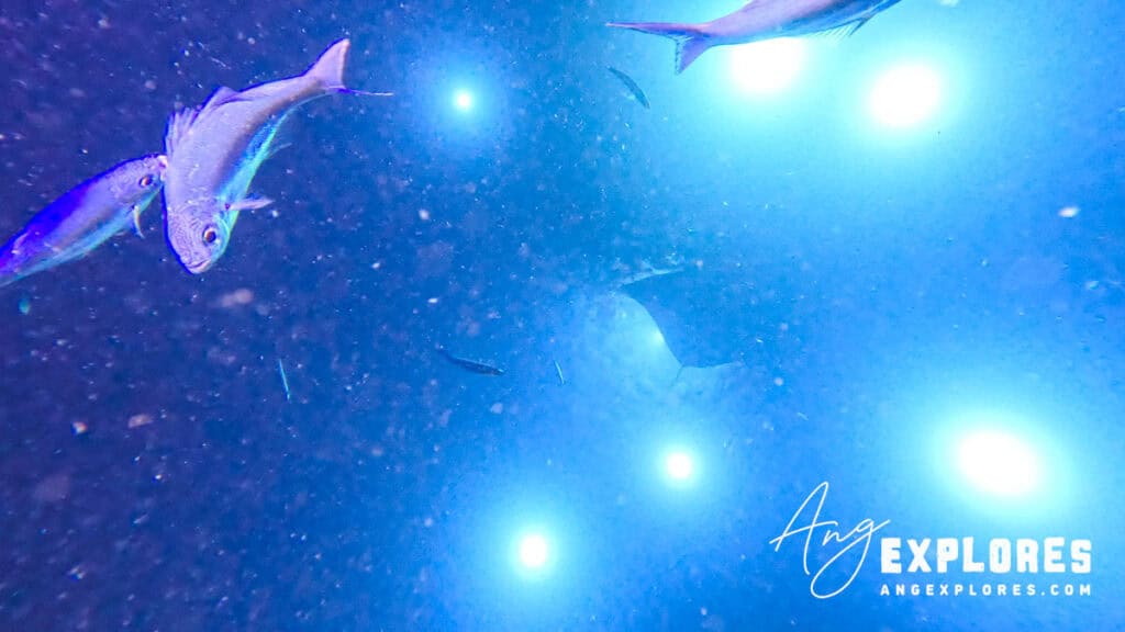 zooplankton attracting fish