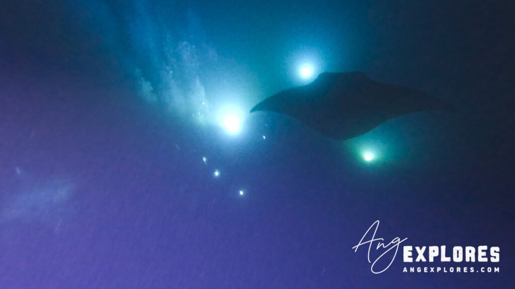 manta ray above campfire lights