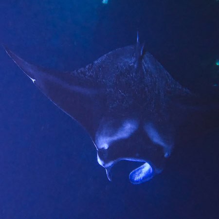 Large manta ray kona hawaii night snorkel
