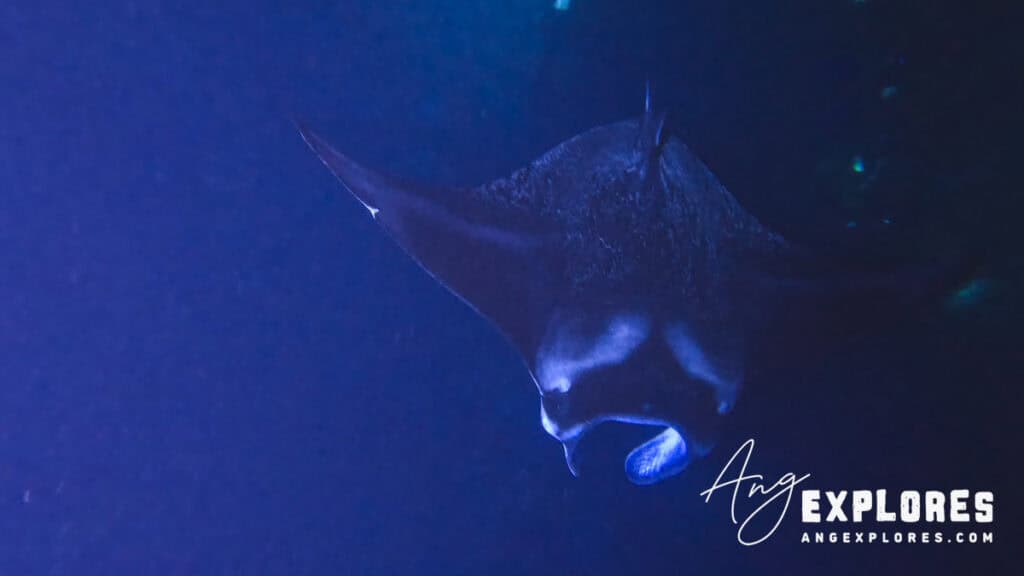 giant manta ray big islad hawaii