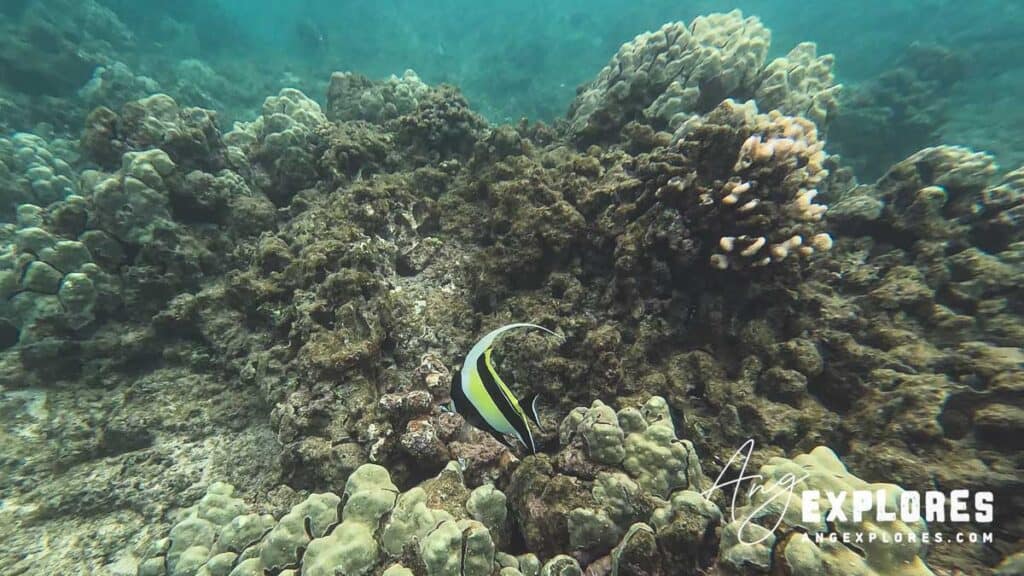 moorish idol in coral
