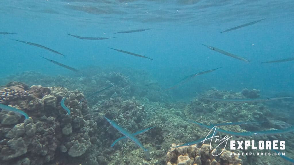 needlefish