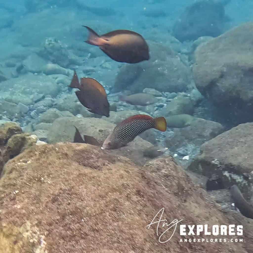 pearl wrasse