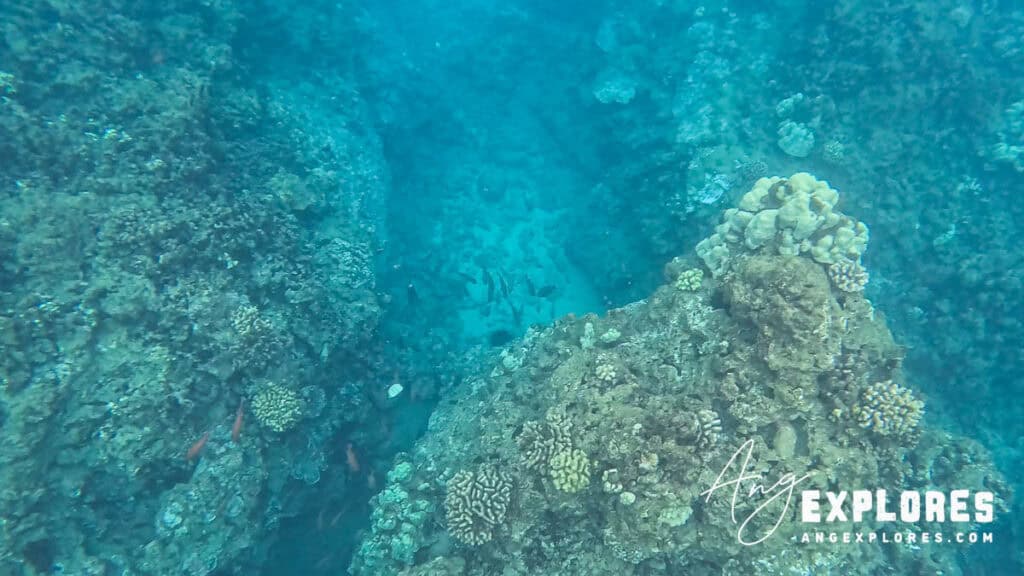 coral reef from above