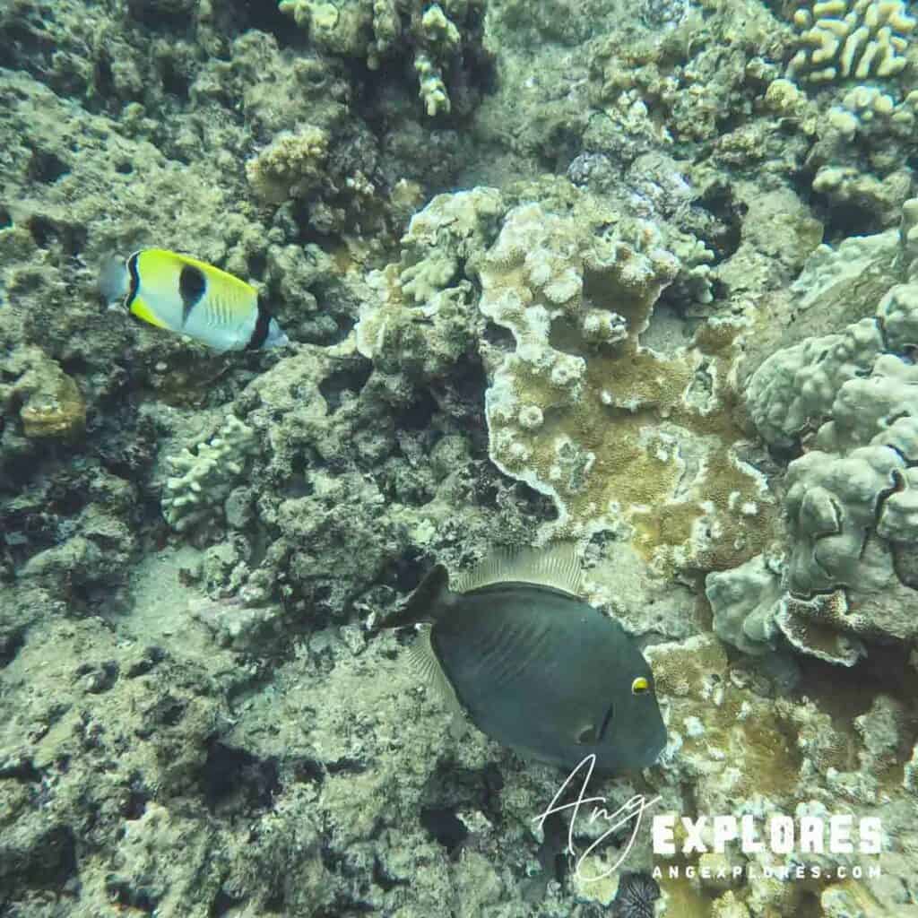triggerfish
