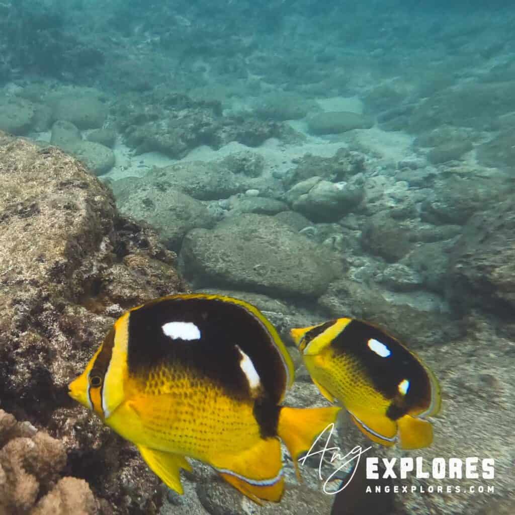 butterfly fish