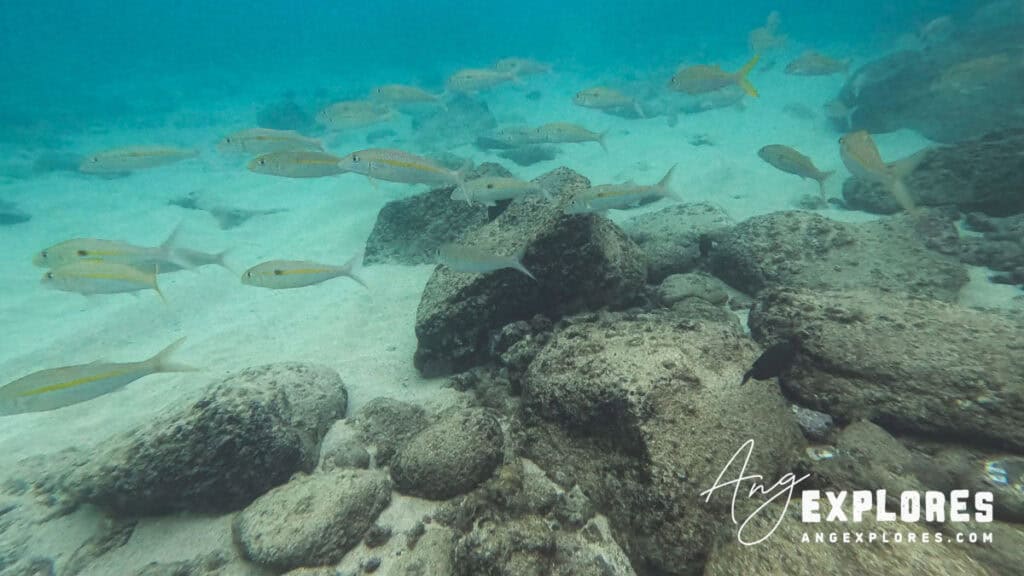 yellowstripe goatfish