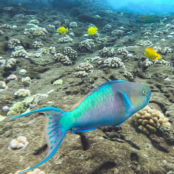 parrot fish