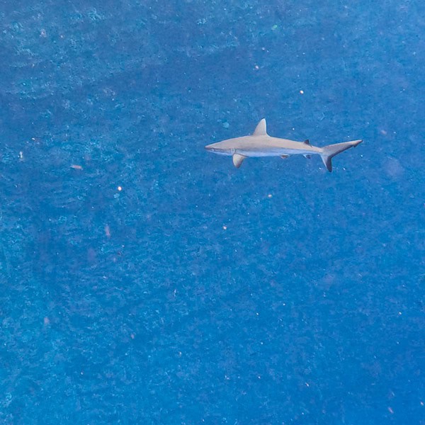 grey reef shark molokini