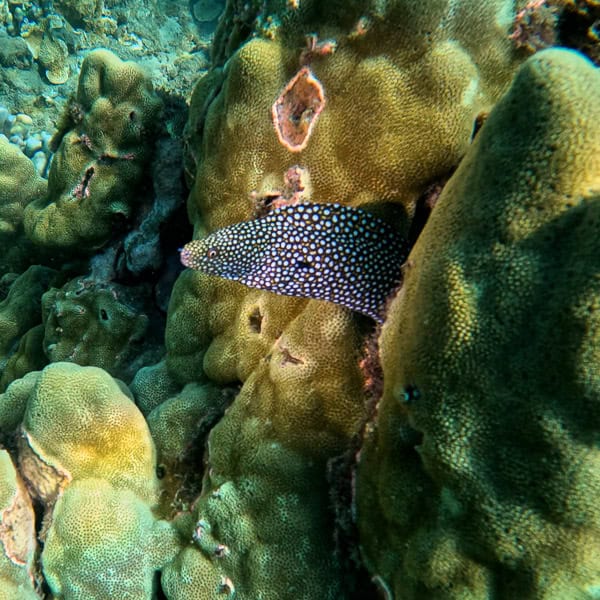 moray eel maui